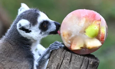Los animales del zoológico de Roma se enfrentan a la ola de calor con helados.