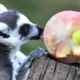 Los animales del zoológico de Roma se enfrentan a la ola de calor con helados.