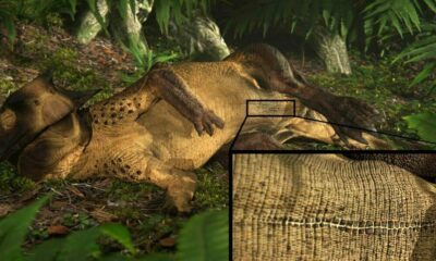 Científicos descubren la primera evidencia de que los dinosaurios tenían ombligo.