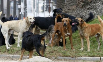 Programa Acompañame: El quirófano de esterilización llega al barrio San Luis, Rawson.