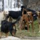 Programa Acompañame: El quirófano de esterilización llega al barrio San Luis, Rawson.