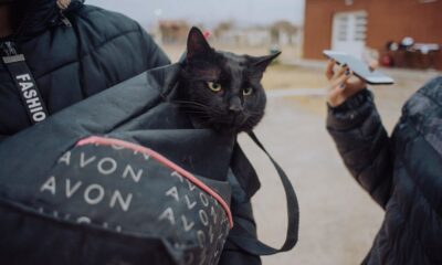 Programa Acompañame: esterilizar perros y gatos es la clave para el control poblacional.