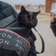Programa Acompañame: esterilizar perros y gatos es la clave para el control poblacional.