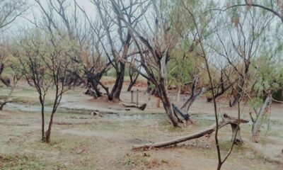 Se pone en marcha la primera etapa del Plan Forestal Provincial 2022.