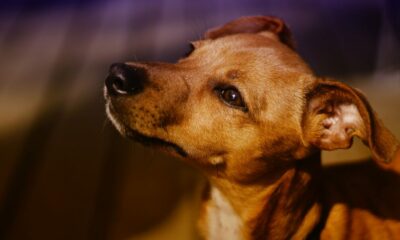 A tener en cuenta: Chimbas y San Martín son los nuevos destinos de los quirófanos de esterilización de mascotas.