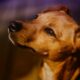 A tener en cuenta: Chimbas y San Martín son los nuevos destinos de los quirófanos de esterilización de mascotas.