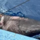 Un tiburón ciego de 400 años apareció en las aguas de Belice.