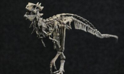 Presentaron a Jakapil, el primer dinosaurio de su tipo encontrado en el Hemisferio Sur.