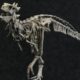 Presentaron a Jakapil, el primer dinosaurio de su tipo encontrado en el Hemisferio Sur.