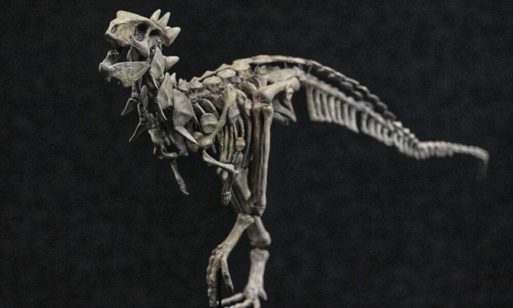 Presentaron a Jakapil, el primer dinosaurio de su tipo encontrado en el Hemisferio Sur. Presentaron a Jakapil, el primer dinosaurio de su tipo encontrado en el Hemisferio Sur.