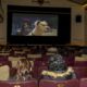 Cine para perros: ¿cómo fue la primera función pet friendly en Sudamérica?