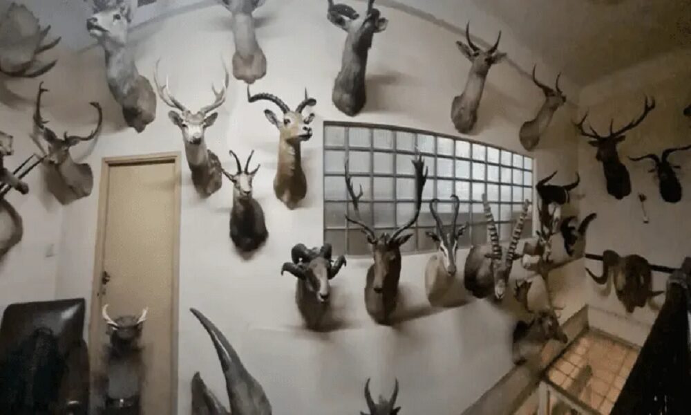 Encontraron más de 50 animales exóticos embalsamados en la fábrica Felfort. Encontraron más de 50 animales exóticos embalsamados en la fábrica Felfort.