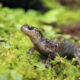 Investigación revela que ranas y salamandras siberianas producen alcohol y glicerina.