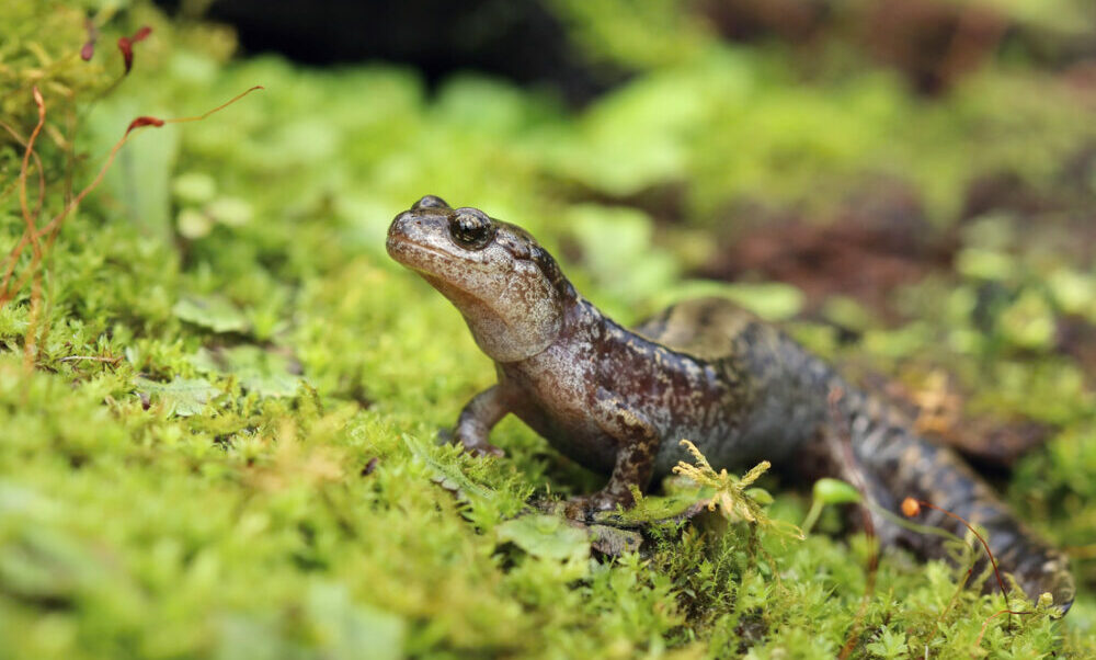 Investigación revela que ranas y salamandras siberianas producen alcohol y glicerina. Investigación revela que ranas y salamandras siberianas producen alcohol y glicerina.