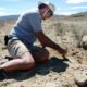Descubrieron una nueva especie de dinosaurio depredador en Neuquén.