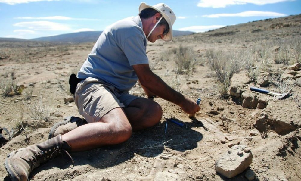 Descubrieron una nueva especie de dinosaurio depredador en Neuquén. Descubrieron una nueva especie de dinosaurio depredador en Neuquén.