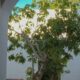 La casa y el patio con higuera de la Casa Natal de Sarmiento, corazón sanjuanino.