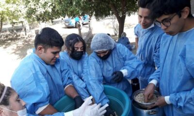 Estudiantes vallistos relizarán su propia harina de algarroba.