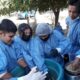 Estudiantes vallistos relizarán su propia harina de algarroba.
