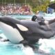 Presentaron un proyecto para prohibir los espectáculos con animales marinos silvestres.