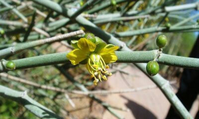Retamo, la flor oficial Sanjuanina, una leyenda de inmortalidad.