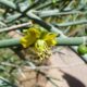 Retamo, la flor oficial Sanjuanina, una leyenda de inmortalidad.