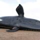 Murieron 30 ballenas en el Golfo Nuevo, Chubut.
