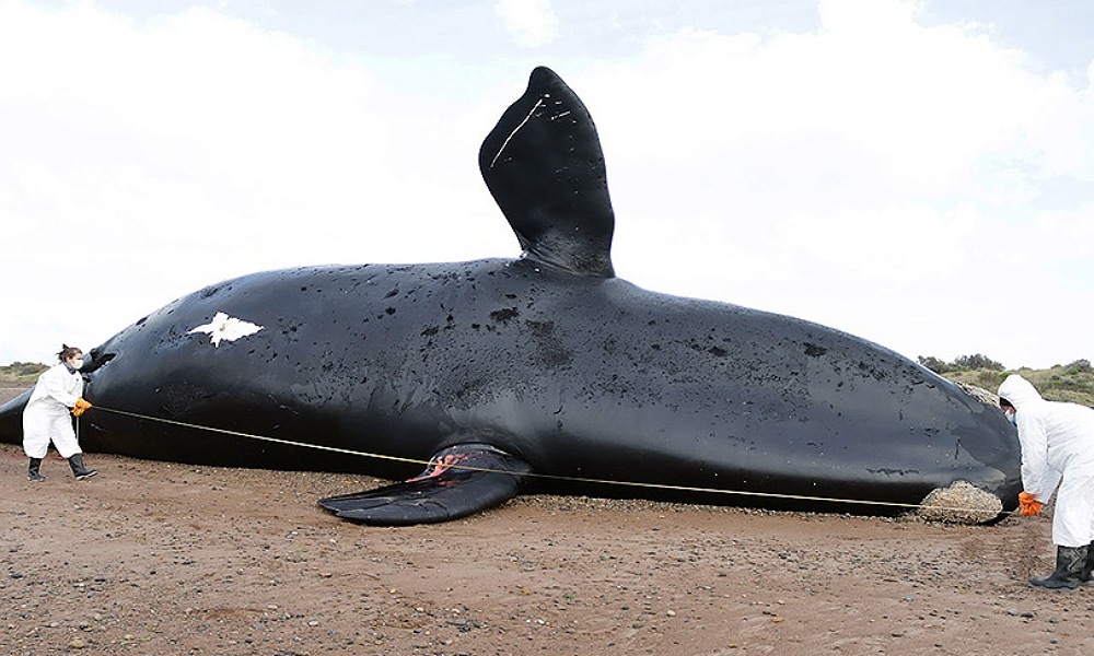 Murieron 30 ballenas en el Golfo Nuevo, Chubut. Murieron 30 ballenas en el Golfo Nuevo, Chubut.