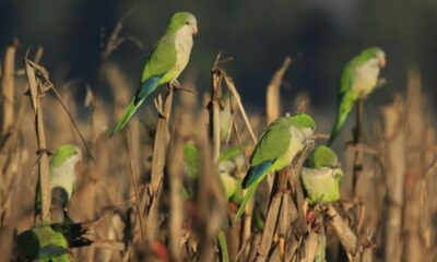 En octubre se desarrollará un nuevo ciclo de conferencias sobre aves.