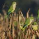 En octubre se desarrollará un nuevo ciclo de conferencias sobre aves.