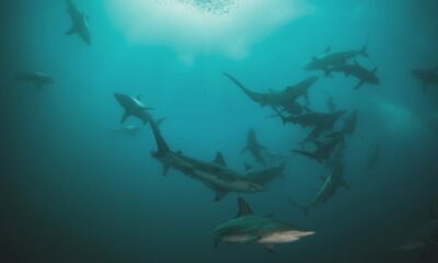 Buscan prohibir el tráfico mundial de especies salvajes en internet.