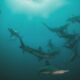 Buscan prohibir el tráfico mundial de especies salvajes en internet.