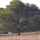 Algarrobo, el árbol protegido por una deidad huarpe.