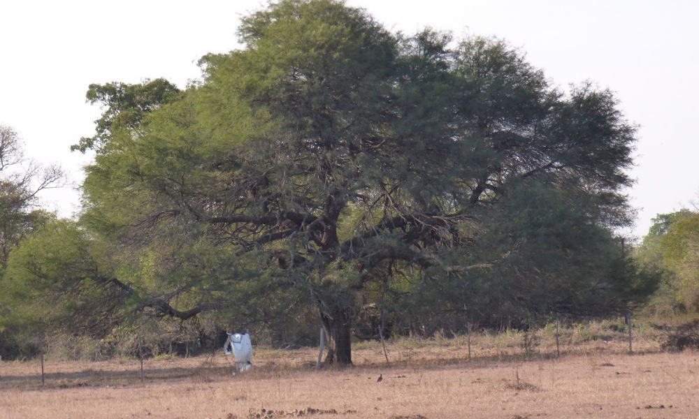 Algarrobo, el árbol protegido por una deidad huarpe. Algarrobo, el árbol protegido por una deidad huarpe.