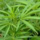 Uruguay lanza a la venta una variedad de cannabis con mayor nivel de psicoactividad.