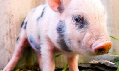 El veganismo en una de las estrellas de la alimentación consciente y va ganando adeptos.
