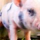 El veganismo en una de las estrellas de la alimentación consciente y va ganando adeptos.