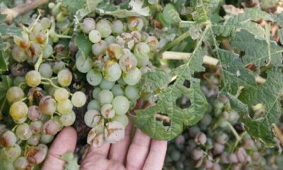 Los productores afectados por el granizo ya pueden realizar la denuncia.