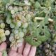Los productores afectados por el granizo ya pueden realizar la denuncia.