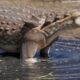 Descubrieron una nueva especie prehistórica en la Patagonia.