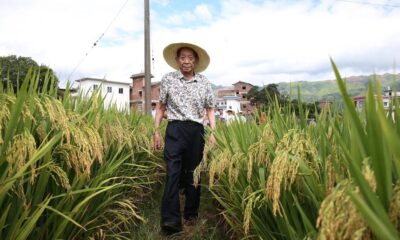 Arroz híbrido, el milagro de la soberanía alimentaria en China.