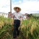 Arroz híbrido, el milagro de la soberanía alimentaria en China.