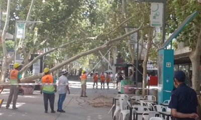 Peligro en Capital: cayó un árbol en plena peatonal, de milagro no hubo que lamentar un accidente.