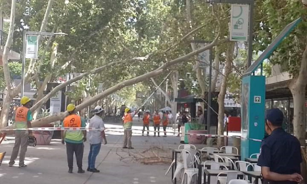 Peligro en Capital: cayó un árbol en plena peatonal, de milagro no hubo que lamentar un accidente. Peligro en Capital: cayó un árbol en plena peatonal, de milagro no hubo que lamentar un accidente.