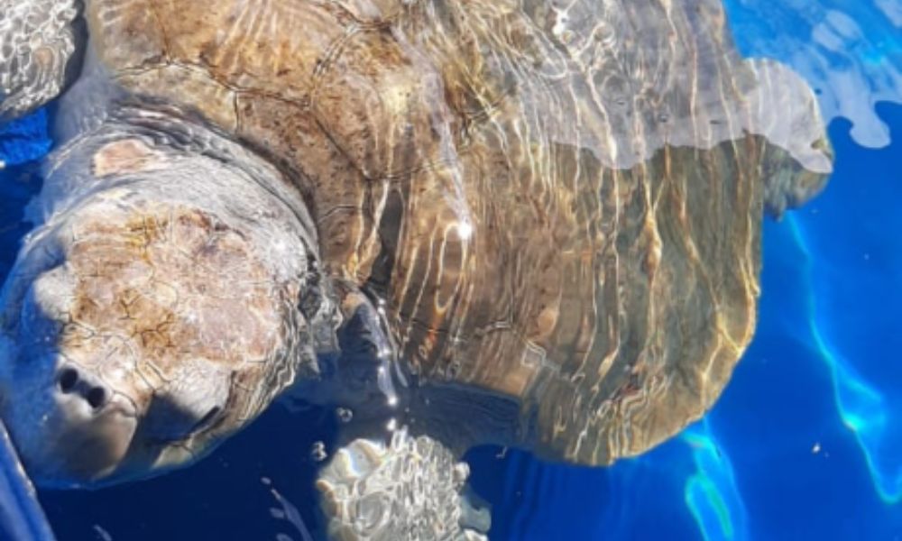 ASJ visitó a las Tortugas brasileras de la fundación «Projeto Tamar». ASJ visitó a las Tortugas brasileras de la fundación «Projeto Tamar».