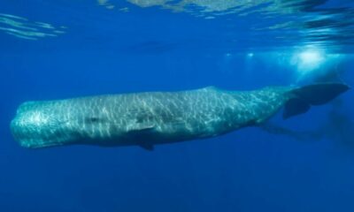 Científicos descubren que las ballenas solían ser de tamaño pequeño.