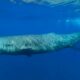 Científicos descubren que las ballenas solían ser de tamaño pequeño.