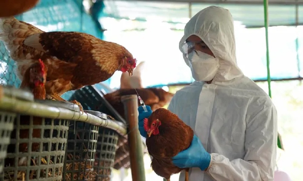 Argentina declara emergencia sanitaria tras detectar caso de gripe aviar en el norte del país. Argentina declara emergencia sanitaria tras detectar caso de gripe aviar en el norte del país.