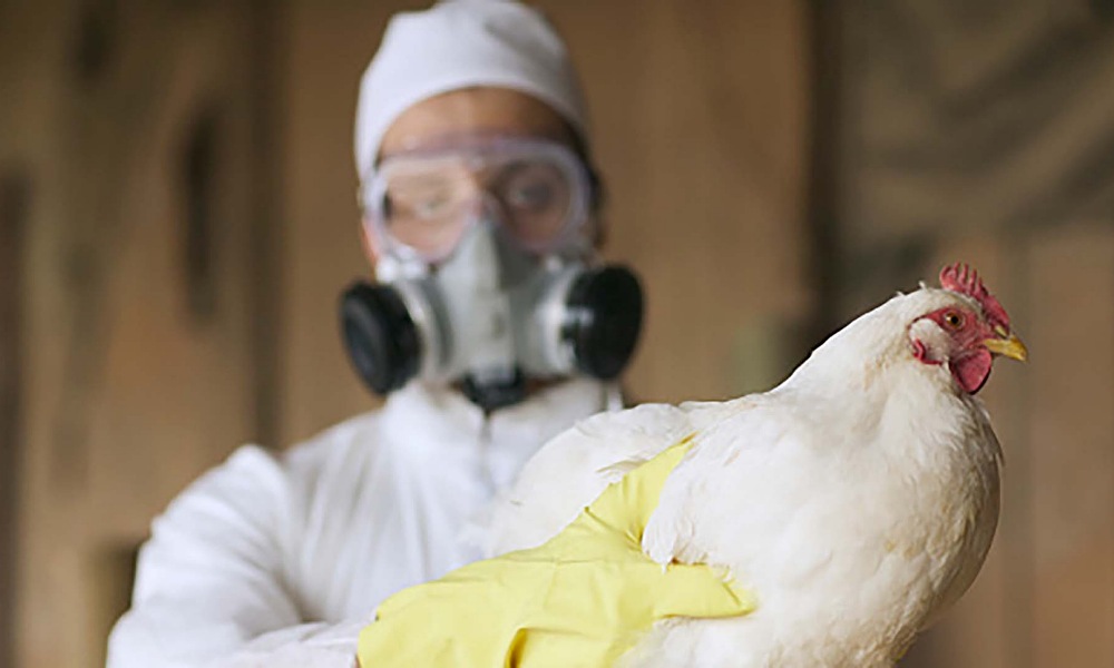 SENASA: La influenza aviar «no se transmite de persona a persona». SENASA: La influenza aviar «no se transmite de persona a persona».