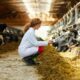 Sudáfrica aumenta el salario mínimo para los trabajadores rurales.